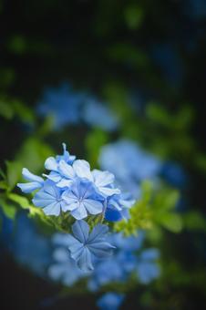 ルリマツリ（プルンバゴ） ルリマツリ,プルンバゴ,自然の写真素材