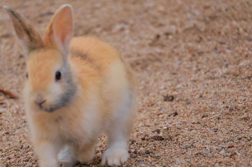 去るウサギの赤ちゃん 去るウサギの赤ちゃんの写真