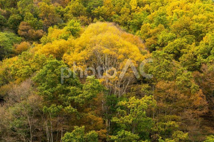 緑と黄色のコントラストが効く紅葉の景色 紅葉狩り,もみじ,カエデの写真素材