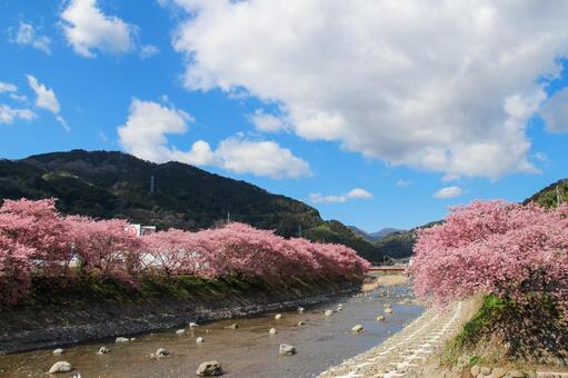 青空に映える満開の河津桜 桜,河津桜,春の写真素材