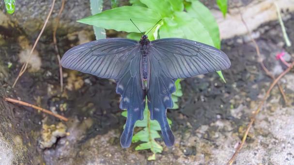 翅を広げたジャコウアゲハ 翅を広げたジャコウアゲハ ジャコウアゲハ,蝶,黒の写真素材