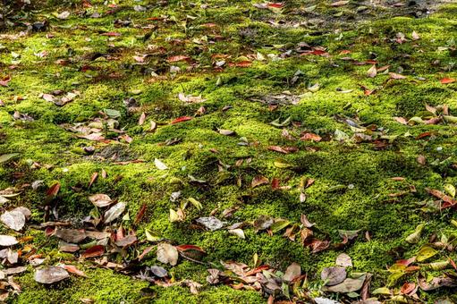 Fallen leaves on moss, JPG