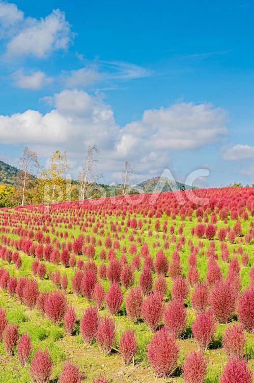 由仁町の風景 北海道,由仁,芝の写真素材