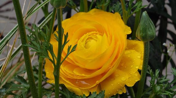 花壇の春 花壇の春の写真
