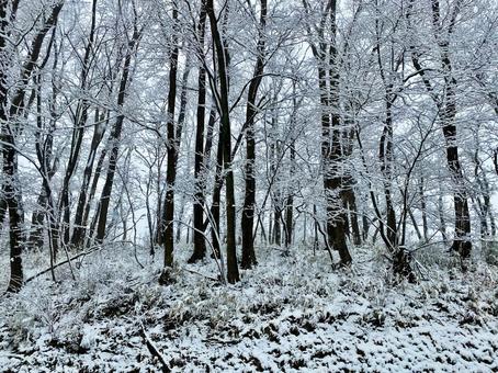 白い森 白い森 白い森,雑木林,雪の写真素材