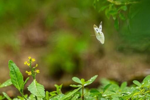 Cabbage White Butterfly ⑾, JPG Cabbage White Butterfly ⑾, JPG