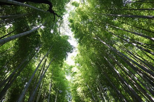こもれ陽感じる緑の竹林を見上げた風景 こもれ陽感じる緑の竹林を見上げた風景の写真