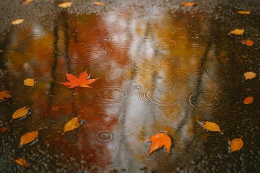雨の日の水たまりに映る紅葉 雨の日の水たまりに映る紅葉の写真