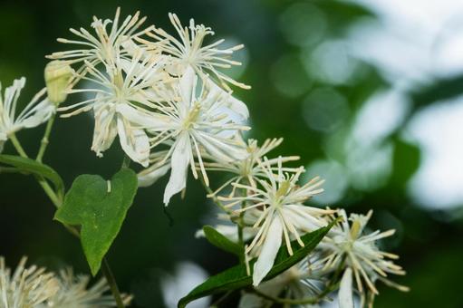ヒオウギの花の写真