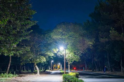 夜の阿波岐原パークウェイ 夜の阿波岐原パークウェイの写真