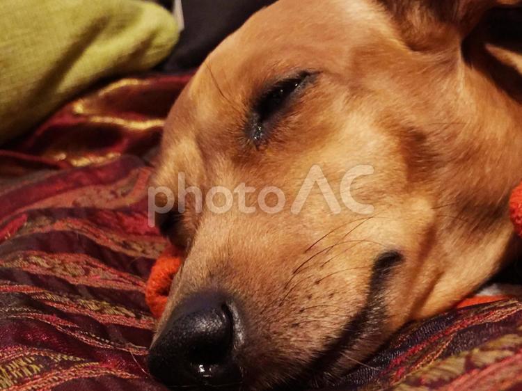 ねちゃった寒がり犬 おくるみ,ウトウト,ブランケットの写真素材