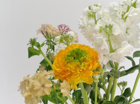ラナンキュラスとストックの花 ラナンキュラスとストックの花 花,ラナンキュラス,ストックの写真素材