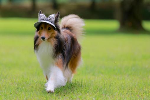 シェルティ 風景,シェルティ,ペットの写真素材