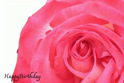誕生日のテクスチャ(バラ) 誕生日のテクスチャ(バラ) バラ,薔薇,ばらの写真素材