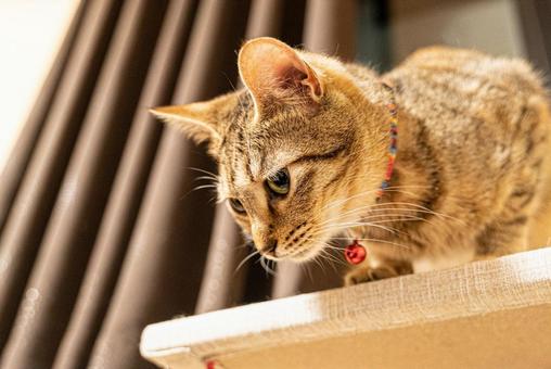 何かあるのかニャーの写真