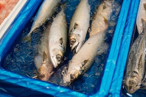 氷で冷却されている新鮮な魚 氷で冷却されている新鮮な魚の写真