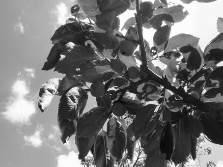 8月のカキノキ 8月のカキノキの写真