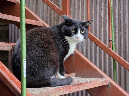 見つめる地域猫 見つめる地域猫 猫,ネコ,地域猫の写真素材