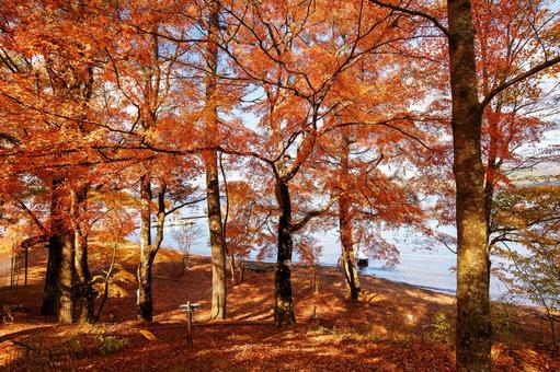 湖と紅葉 湖と紅葉の写真