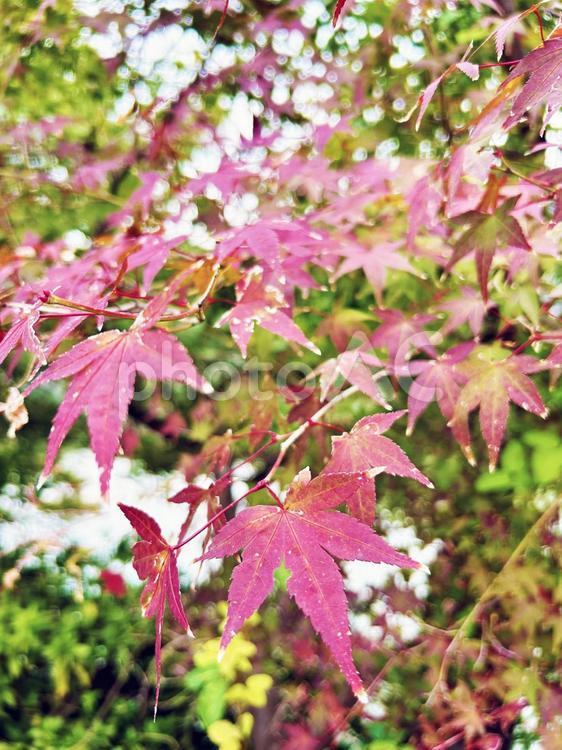 モミジのクローズアップとキラキラ モミジ,紅葉,キラキラの写真素材