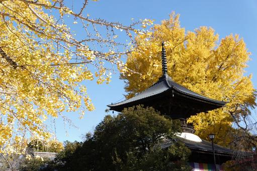 鑁阿寺 足利市 鑁阿寺 足利市 寺,寺院,紅葉の写真素材