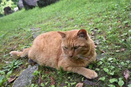 猫 猫 猫,屋外,芝生の写真素材