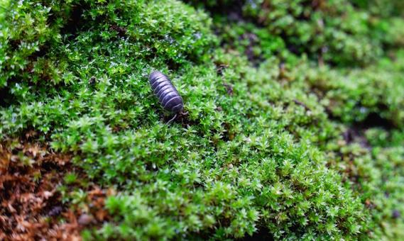 苔の上のダンゴムシの写真