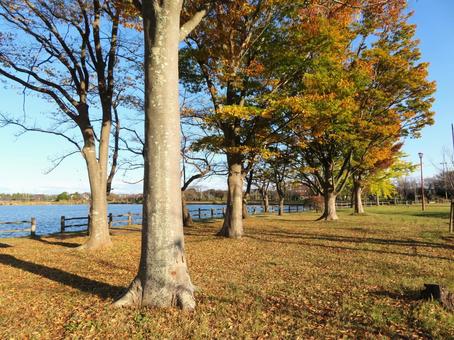 晩秋の風景 晩秋の風景 晩秋,秋,11月の写真素材