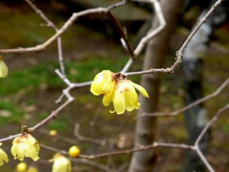 郊外の庭木で咲き始めたロウバイの花 ロウバイ,花,植物の写真素材