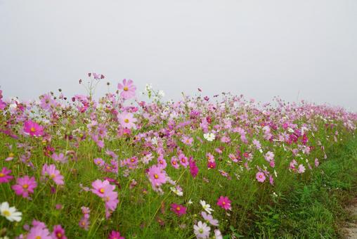 コスモス コスモス,秋,花の写真素材