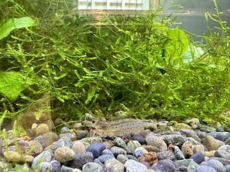 水槽のお掃除屋さんミナミヌマエビ 水槽のお掃除屋さんミナミヌマエビ ミナミヌマエビ,熱帯魚,ゴールデンアルジーイーターの写真素材