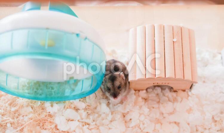 かわいいジャンガリアンハムスターのイメージ（プルーサファイア） ジャンガリアンハムスター,ハムスター,ブルーサファイアの写真素材