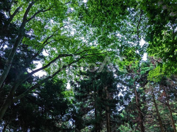 壁紙シリーズ　５月の森 木洩れ日,森,林道の写真素材