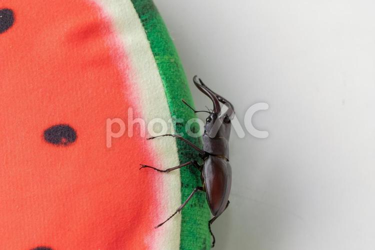 スイカとクワガタ　summer スイカ,クワガタ,ノコギリクワガタの写真素材