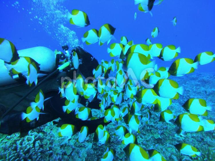 海の世界 海,魚,熱帯魚の写真素材