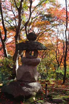 常寂光寺の紅葉 常寂光寺,石燈籠,紅葉の写真素材