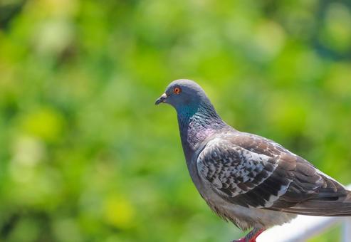 Pigeon 7, JPG Pigeon 7, JPG