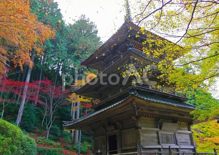 紅葉の高源寺　三重塔 高源寺,兵庫県,丹波市の写真素材