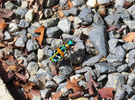 鮮やかな昆虫 ハンミョウ 鮮やかな昆虫 ハンミョウ ハンミョウ,昆虫,生き物の写真素材