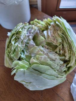 割れたキャベツ 割れたキャベツの写真
