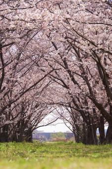 桜のトンネル 桜のトンネル 春,さくら,トンネルの写真素材