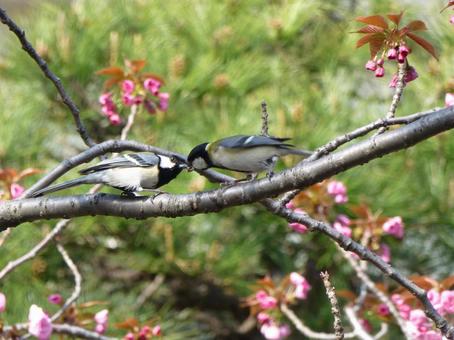 Photo, tits, bird, wild bird, 