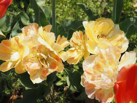 Photo, tulip, lare, spring, 