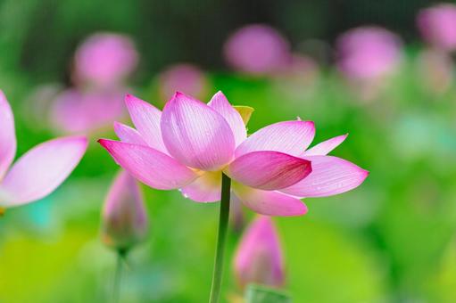 Photo, ancient lotus, lotus, lotus flower, 