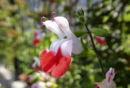 ホットリップス [Hot lips]-001の写真