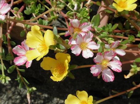 ピンクと黄色の花 ピンクと黄色の花の写真
