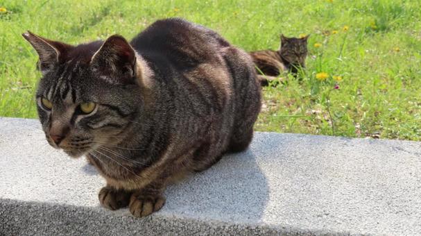 日向ぼっこが日課のもふもふで可愛い猫様達 日向ぼっこが日課のもふもふで可愛い猫様達 猫,キジトラ,仲間の写真素材