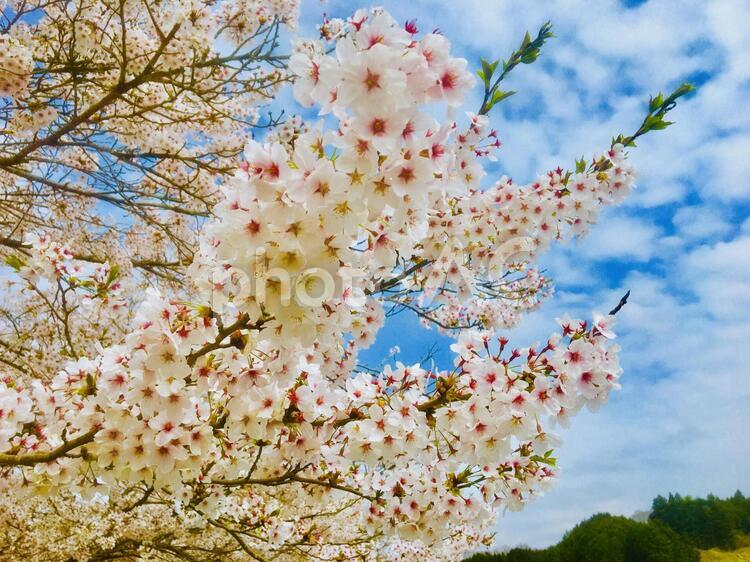 上野公園の桜 上野公園,広島,広島県の写真素材