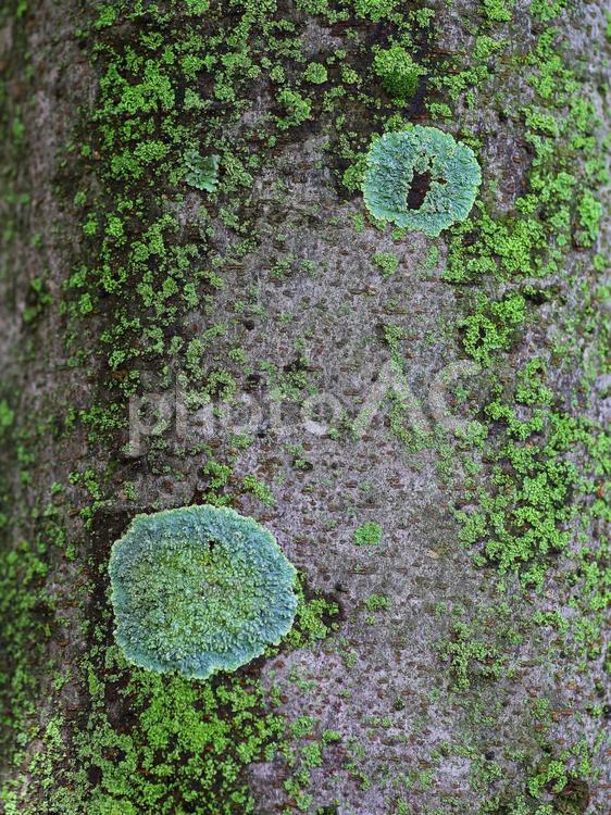 樹皮模様　地衣 樹皮,地衣,苔の写真素材
