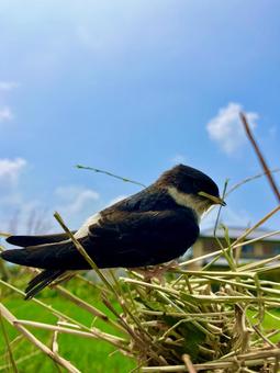 Photo, stag beetle, swallow, wild bird, 